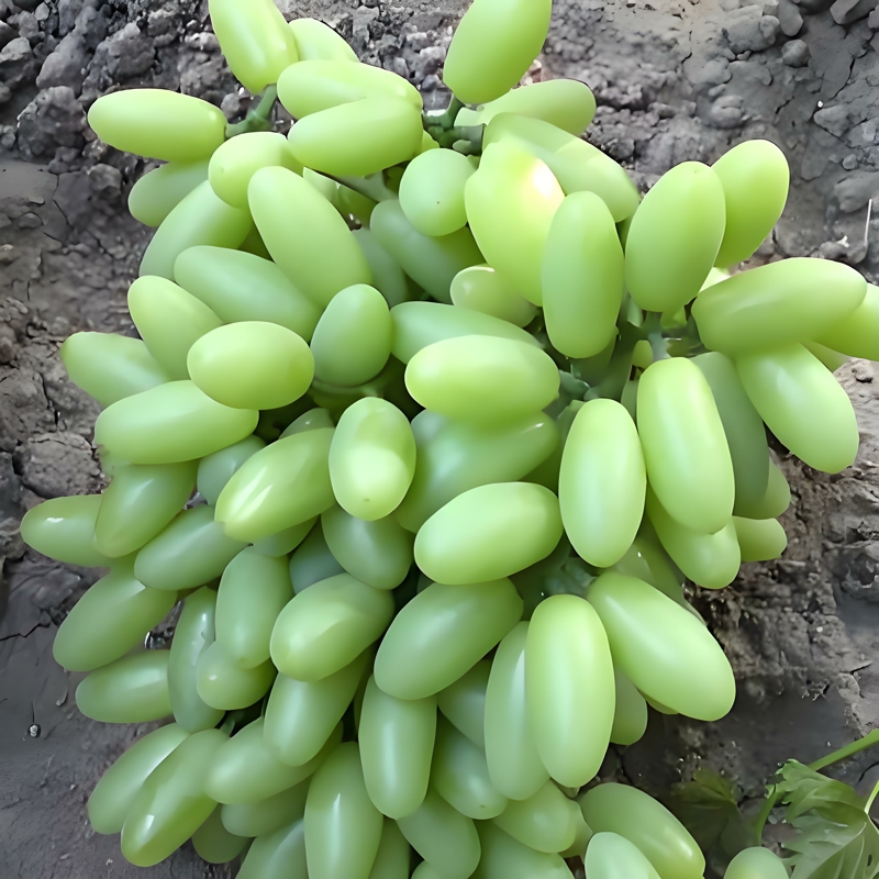 无核白鸡心葡萄树苗南方北方种植扦插世纪无籽爬藤葡萄苗盆栽地栽