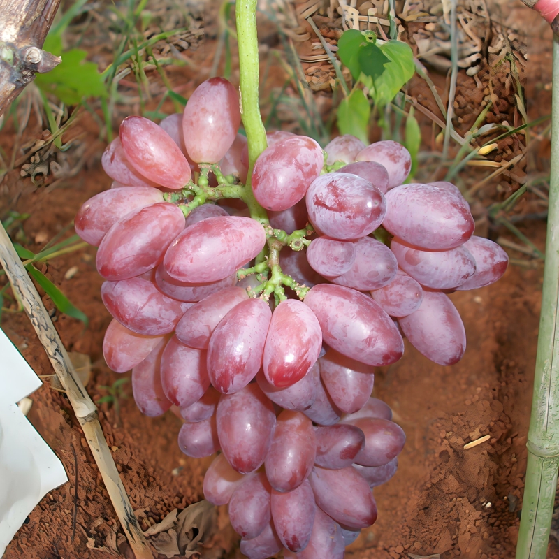 红色马奶提子葡萄树苗南北方种植盆地栽红乳无籽葡萄树苖当年结果