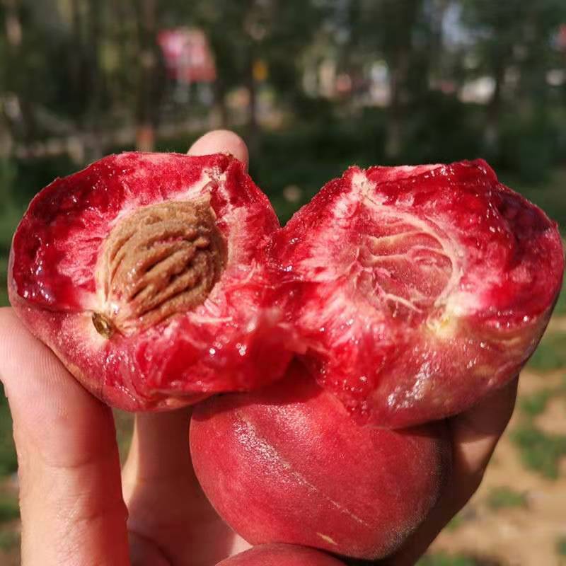嫁接桃树苗 红肉血桃苗 红心王桃树苗红肉蜜桃果树苗南方北方种植