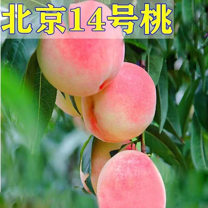 北京十四号桃树苗嫁接桃树苗水蜜桃树苗脆甜桃子树苗南北方种植