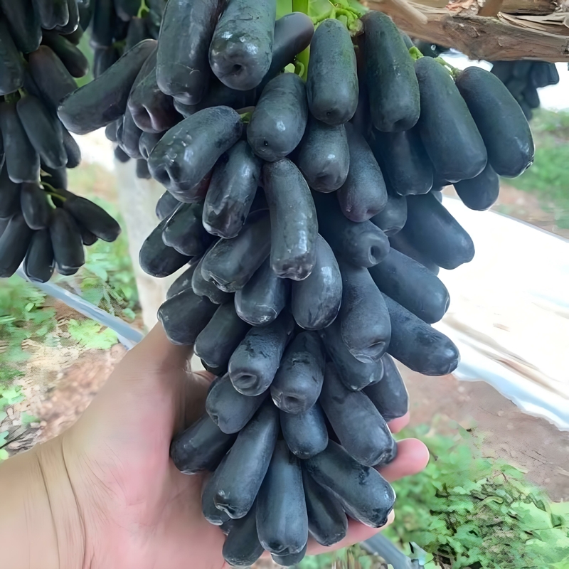 蓝宝石葡萄树苗美人指葡萄树苗耐寒无籽爬藤葡萄树苗种植当年结果