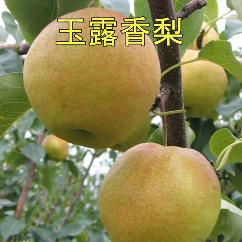 嫁接梨树果苗脆甜玉露香梨树苗晚熟酥梨苗南北方盆栽地栽种植果树