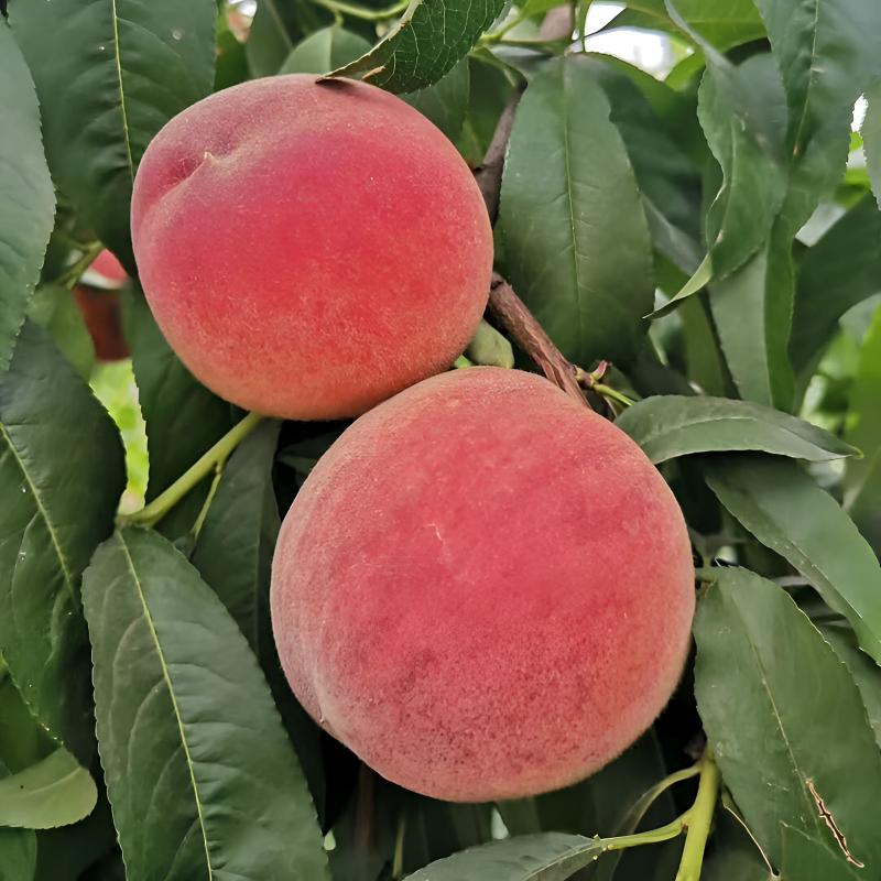 嫁接桃树苗 五月红水蜜桃树苗 盆栽地栽果树苗水蜜桃子苗当年结果