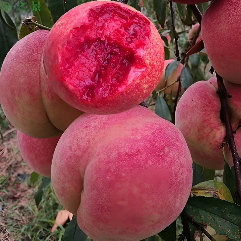 果树苗早熟胭脂红桃树苗 嫁接红肉血桃树苗南方北方种植当年结果