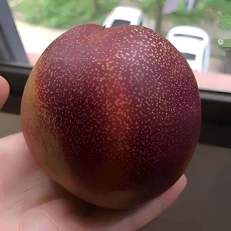 油桃新品种世纪之星油桃树苗 特大果油桃苗单果390克极早熟黄肉甜