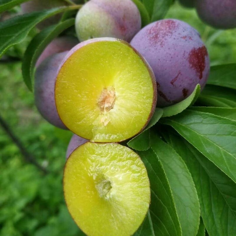 嫁接李子树苗特大茵红李晚熟脱骨青脆李南北方盆栽地栽果苗年结果