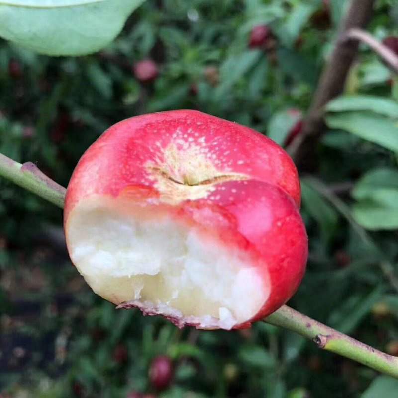 新品种金钱小油蟠桃树苗嫁接红色纽扣蟠桃苗明月油蟠桃树南北种植