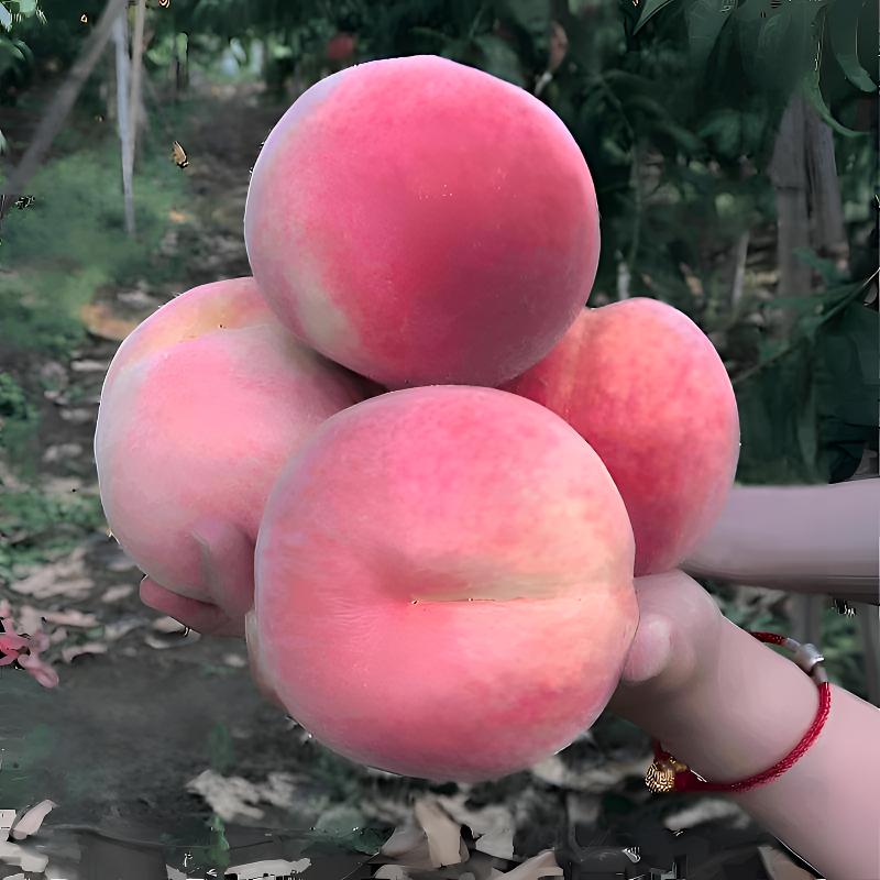 新品种平谷大桃树大久保桃苗早14号绿化9号水蜜桃树苗久宝桃树苗