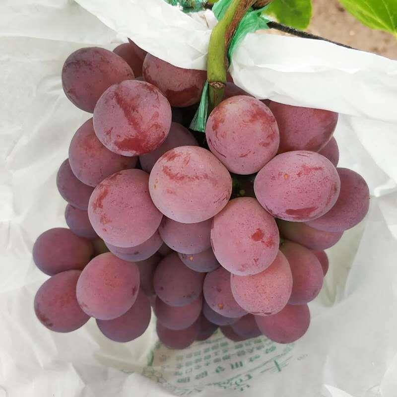 丛林玫瑰葡萄苗大当年结果庭院抗寒爬藤南方北方种植品种葡萄树苗