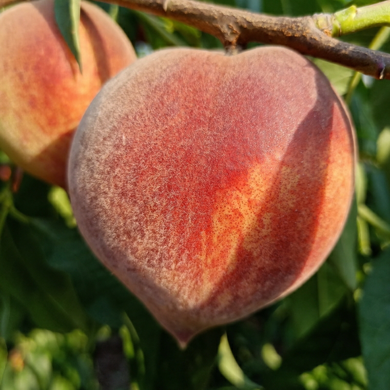 红不软桃树苗嫁接早熟脆甜水蜜桃树南方北方种植盆栽地栽当年结果