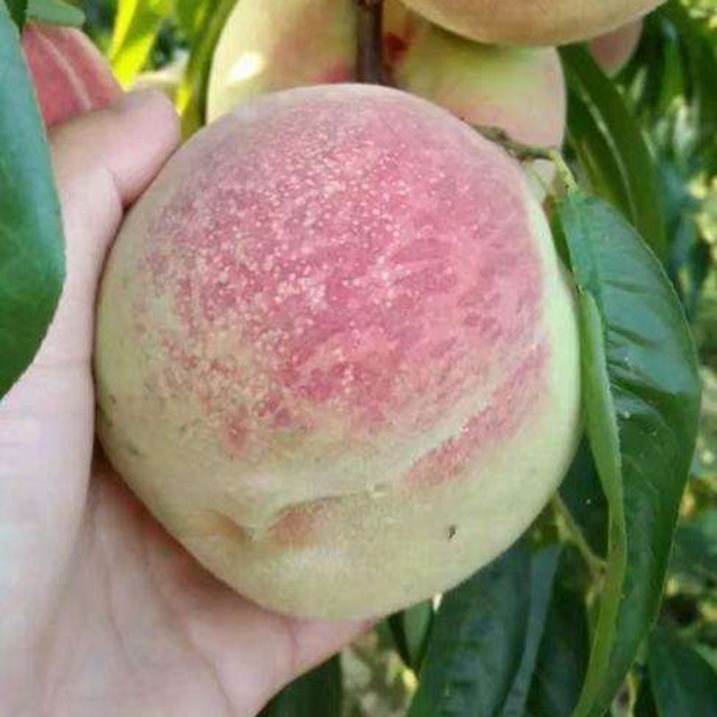 寒露蜜桃树苗嫁接桃树苗晚熟桃苗规格雪桃树苗南方北方种植果树苗