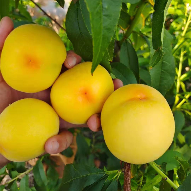 黄桃树苗 黄金脆蜜桃苗 嫁接桃树苗 黄金蜜桃苗果树苗南北方种植