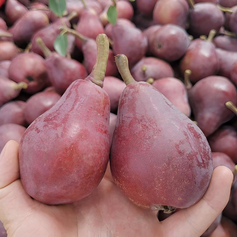 早红考蜜思梨树苗 嫁接红皮梨苗西洋梨 香梨树南北方种植当年结果