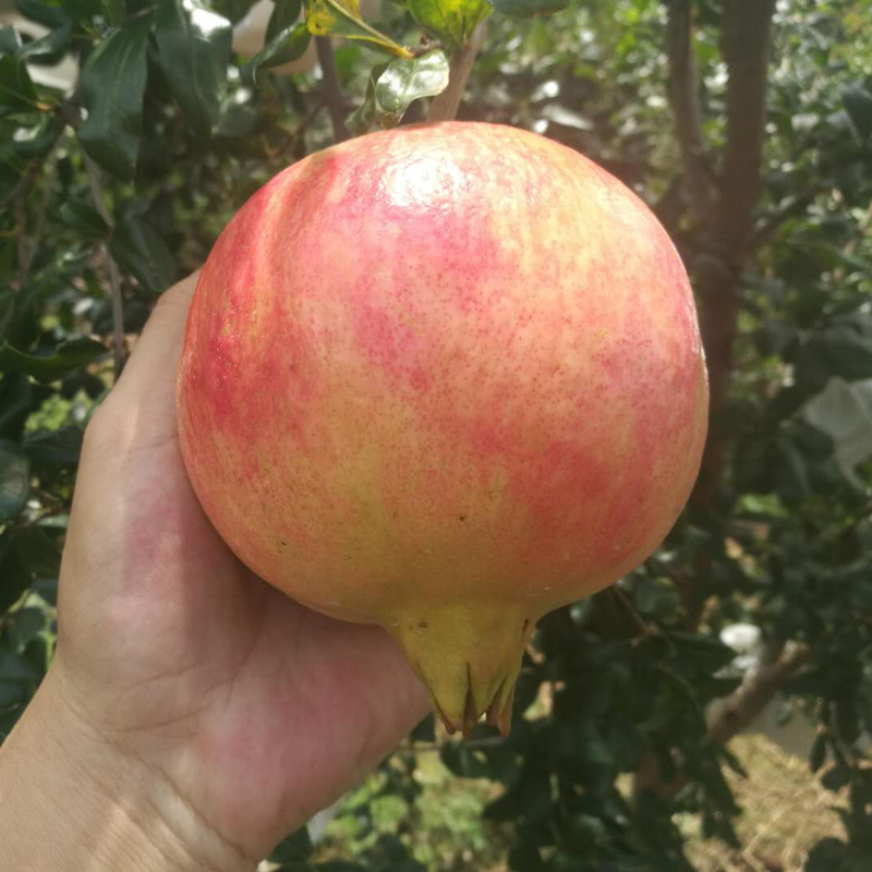 大红袍软籽石榴树树苗特大盆栽地栽庭院种植石榴果树苗当年结果树