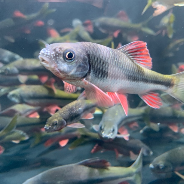 网红原生溪石斑鱼光唇鱼小型观赏美好养活冷水淡水鱼群游除藻红腹