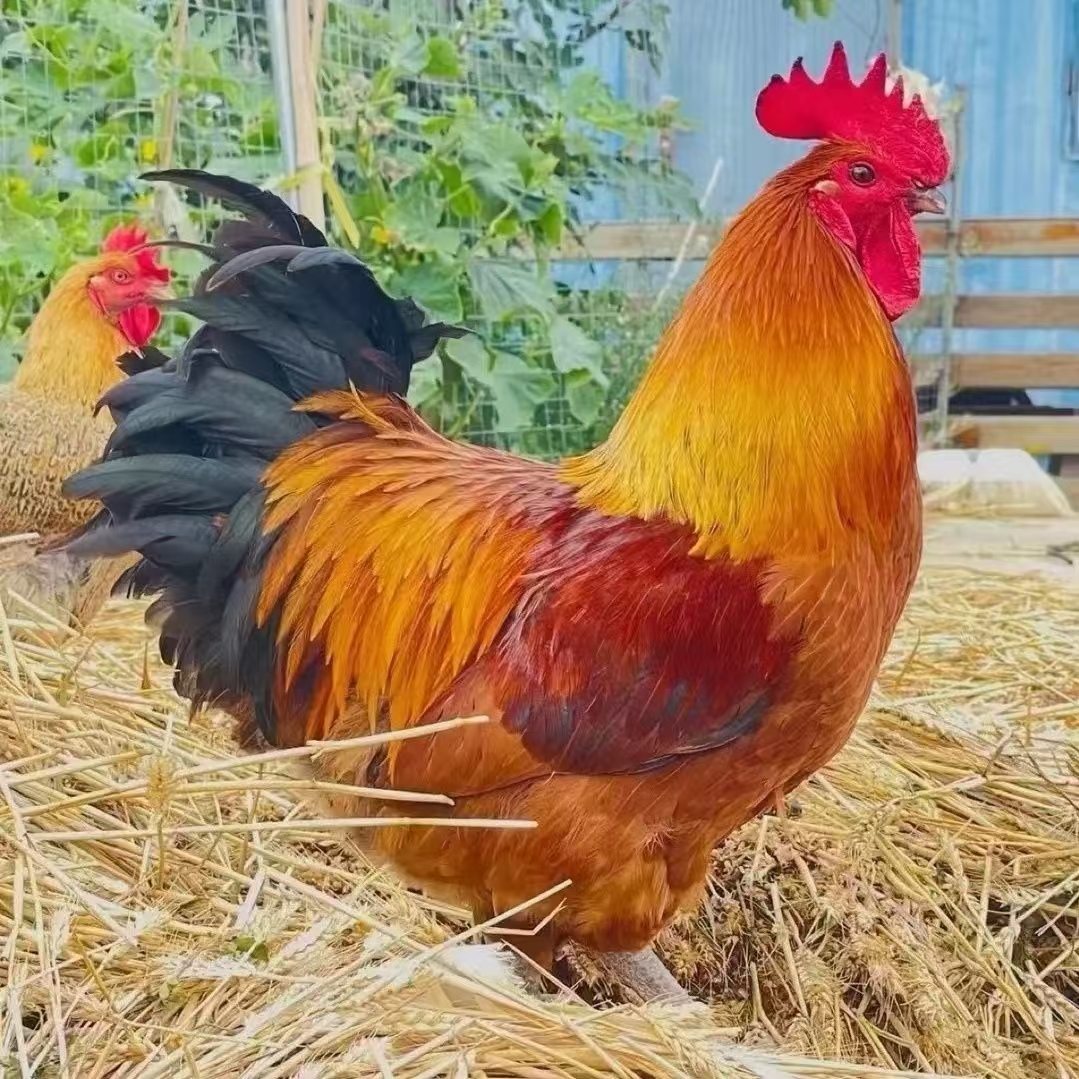 东海小公鸡本地草公鸡整只鸡剁好冷藏发货