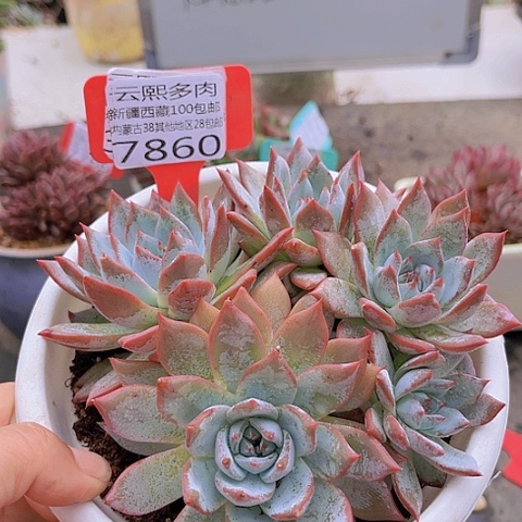7860粉蓝鸟。