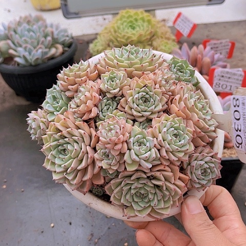 8030沙罗姬牡丹。