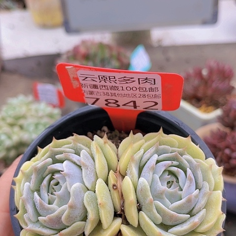 7842劳拉。