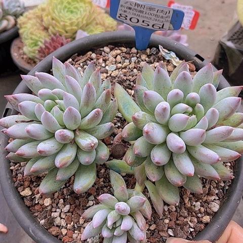 8056所罗门。