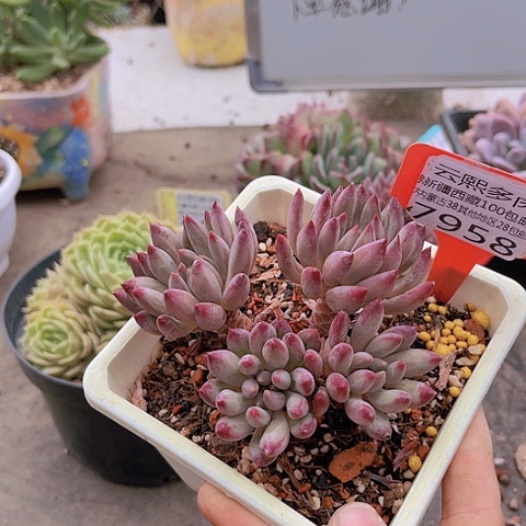 7958虞美人。