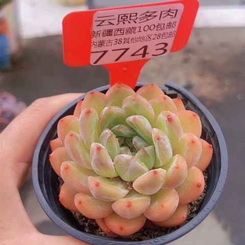7743香槟杂。