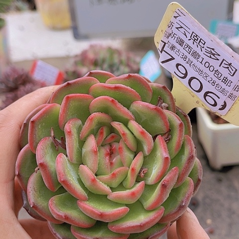 7906香槟杂。