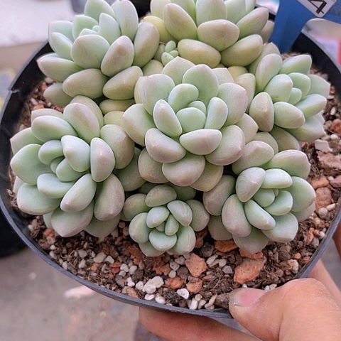 7984泡泡糖。