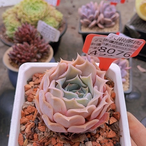 8076沙漠骆驼。