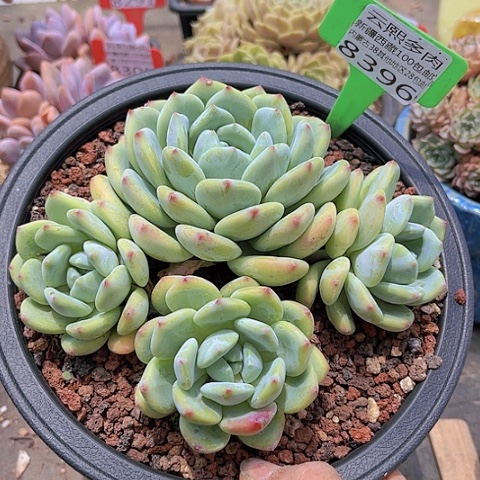 8396望舒。