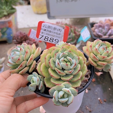 7889香草。