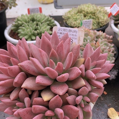 1683桃花源。