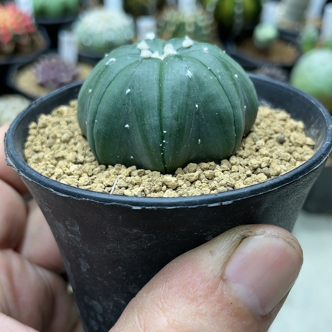 实生根系，高腿海星兜