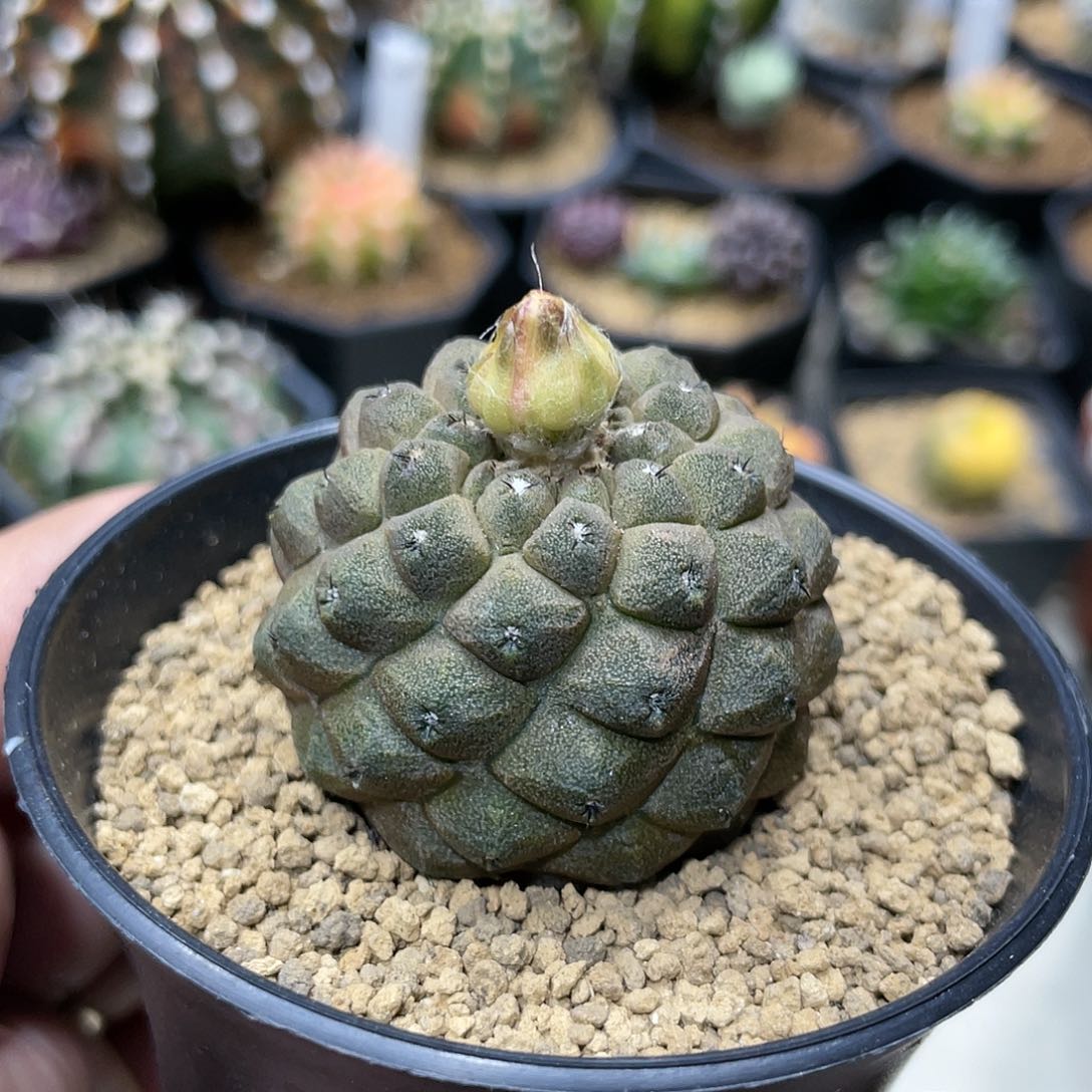 实生根系，蜥蜴皮