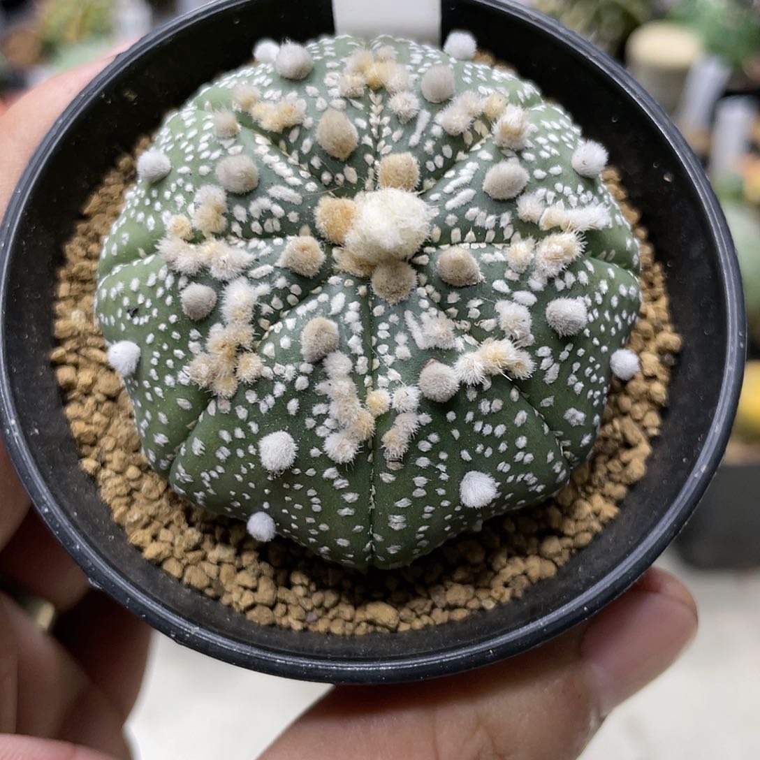 实生根系，高绒花园兜