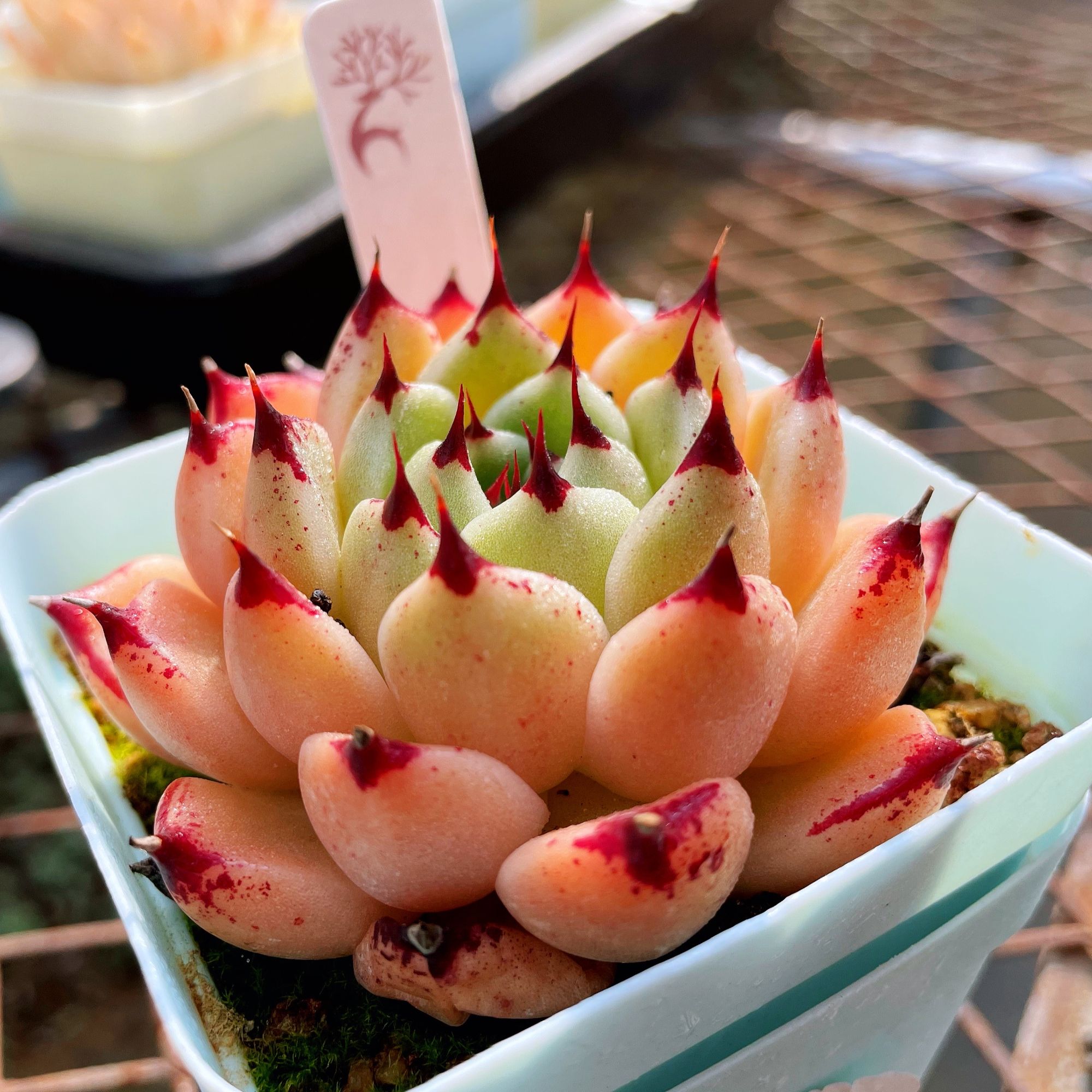 3号种植种养上盆发货仙农多肉直播精品自然种植（寄养专拍运费)