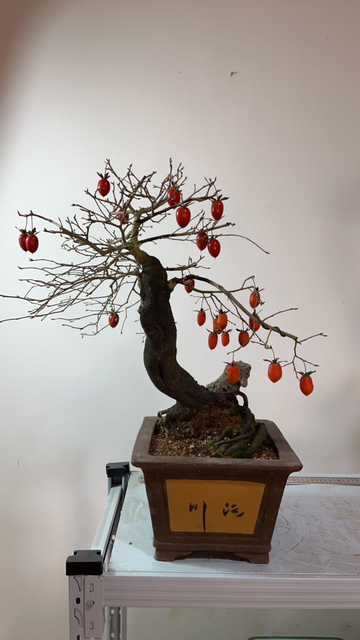 老鸦柿盆景熟桩成品桩嫁接桩