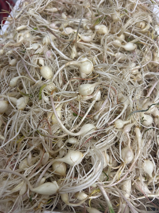 东北特产大脑瓜小根蒜发货顺丰包邮