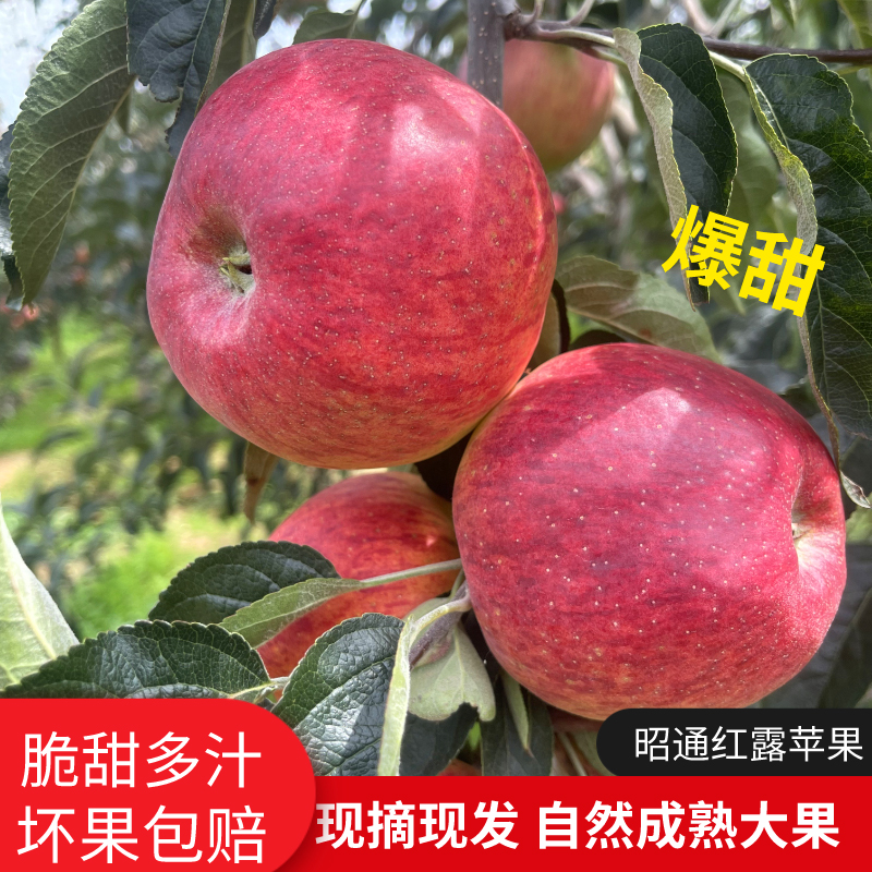云南昭通头茬红露丑苹果现摘糖心新鲜脆甜无酸多汁3-5-10斤包邮