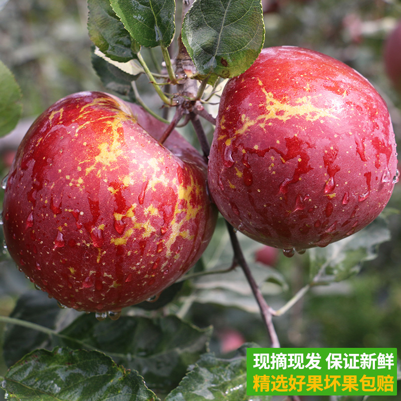 云南昭通中熟丑苹果现摘糖心新鲜脆甜多汁3-5-10斤包邮