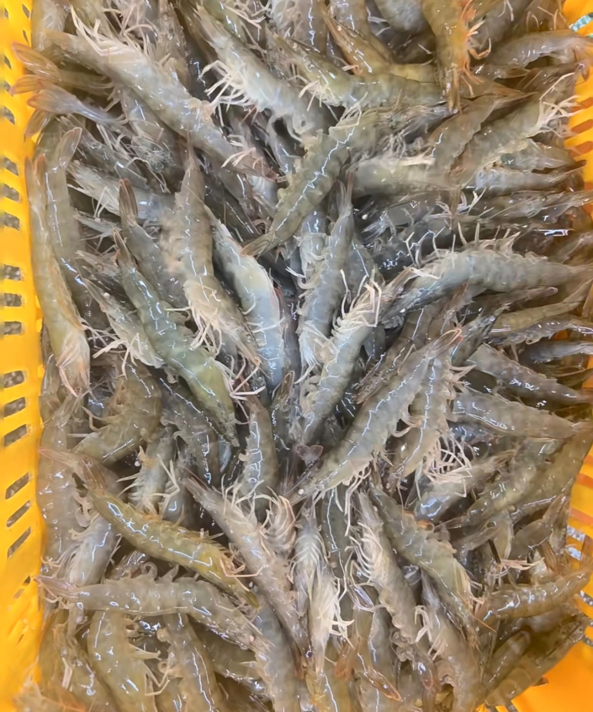 鲜活发出明虾500g南昌送货上门