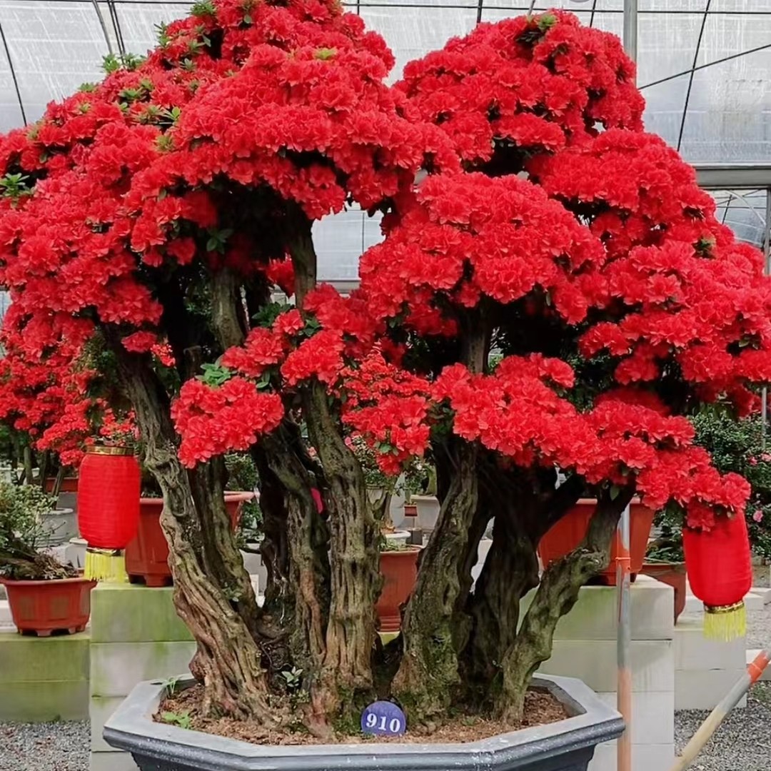 老桩丹东红杜鹃#四季常青#庭院别墅#园林景观#盆景#地景（不包邮）