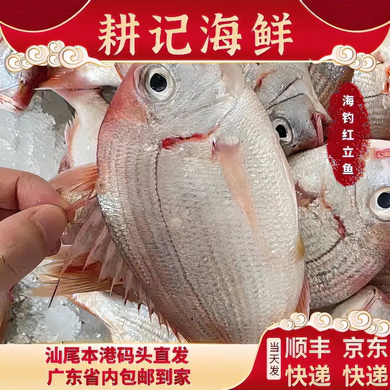 天然海钓红立鱼 红绸鱼营养丰富美味佳品 汕尾港码头冷链发货包邮