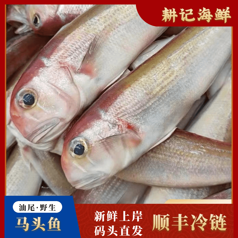 汕尾本港海钓青根马头鱼