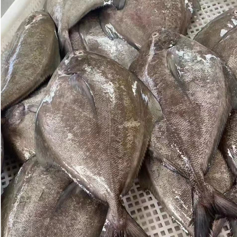 汕尾本港灯照野生乌鲳鱼 码头产地顺丰京东冷链包邮新鲜到家