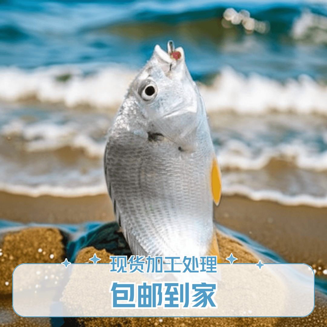 黄立鱼（黄脚立） 汕尾港海捕 现货加工处理发货 营养丰富冷链直发