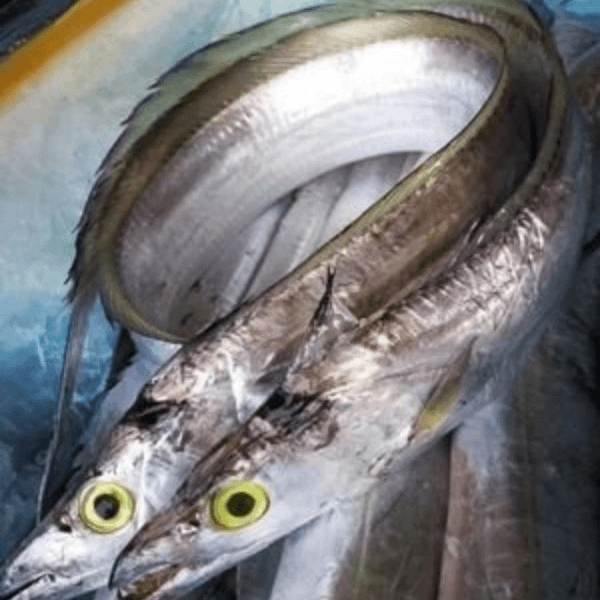 优选新鲜大带鱼 广东汕尾港码头原产地直发 冷链包邮到家美味品尝