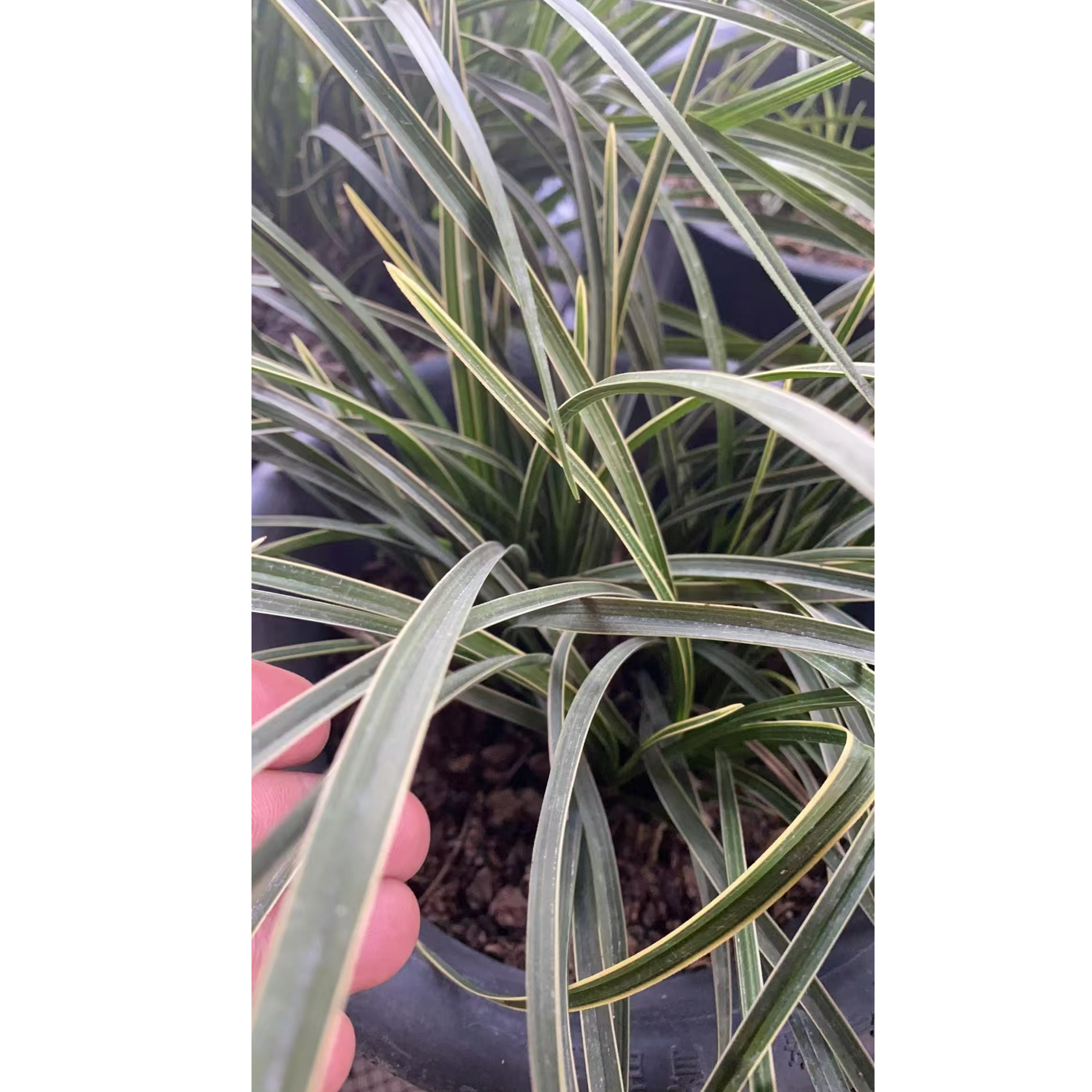 绿 植 园 艺 兰 花