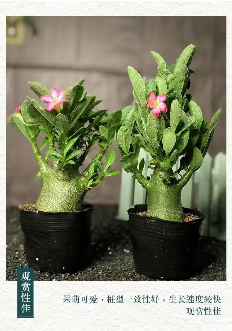 基地直发沙漠玫瑰粉色单瓣小花多枝叉根头圆润喜阳耐旱原盆土发货