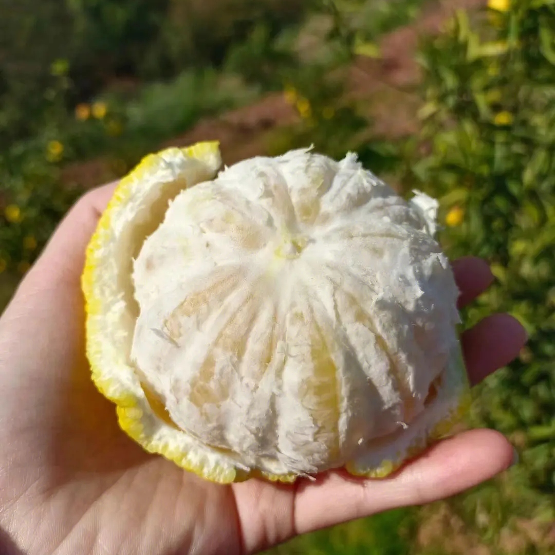  【黄金贡柚】湖南怀化特色水果润燥补水黄金贡柚